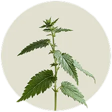 Nettle Root Extract