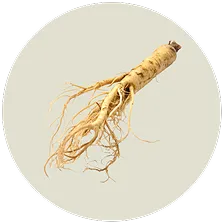 Panax Ginseng Root Extract