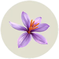 Saffron Extract