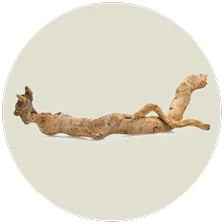 Tongkat Ali Root Extract