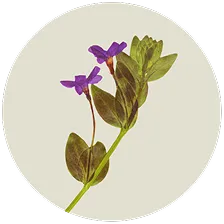 Vinpocetine