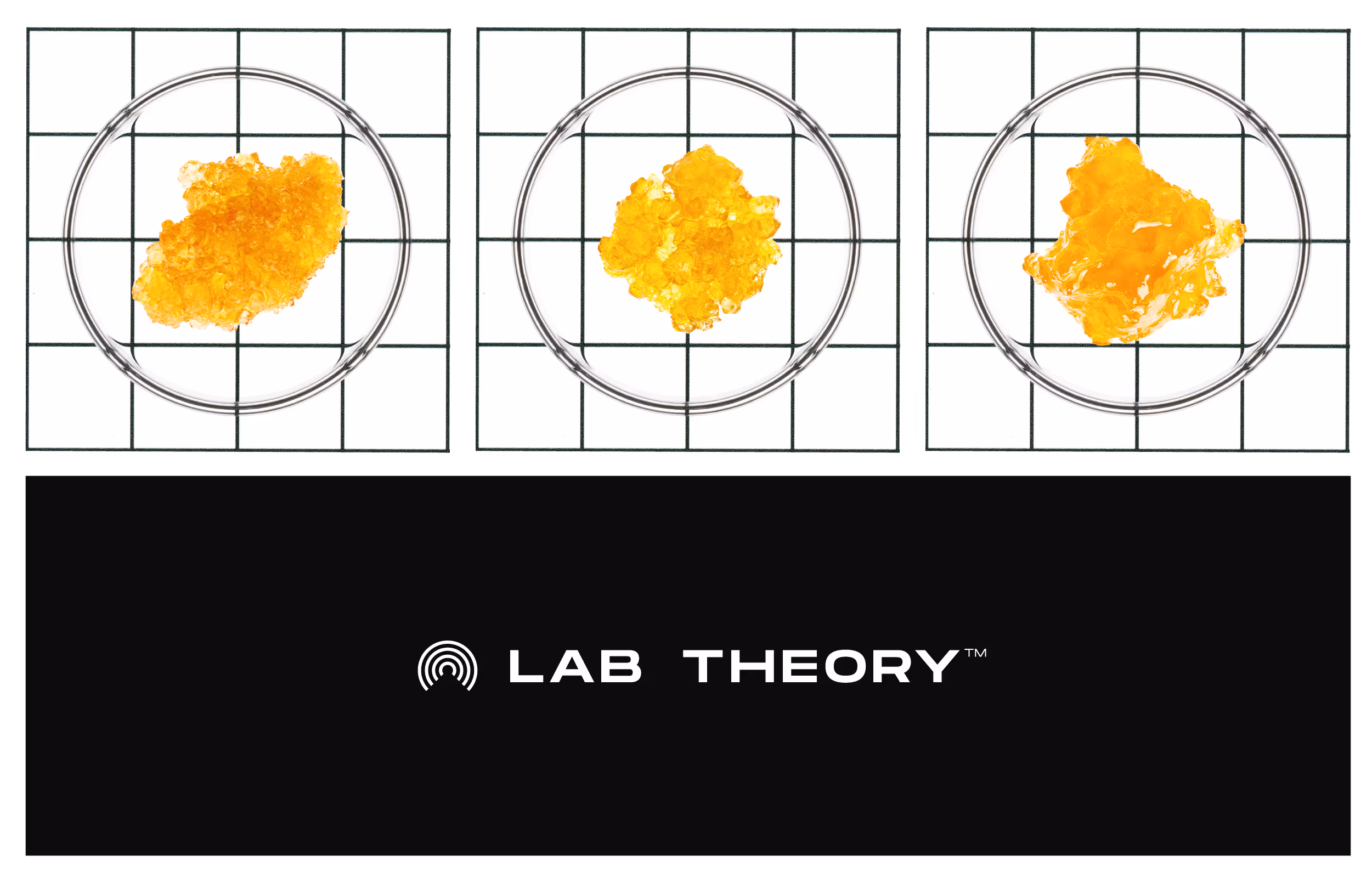 Three round glass petri dishes on a grid surface, each containing bright yellow crystalline or waxy substance, above the text 'LAB THEORY' on a black background.