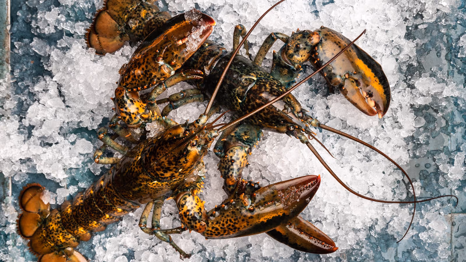 Wild Blue restaurant in Whistler, photographed by Leila Kwok