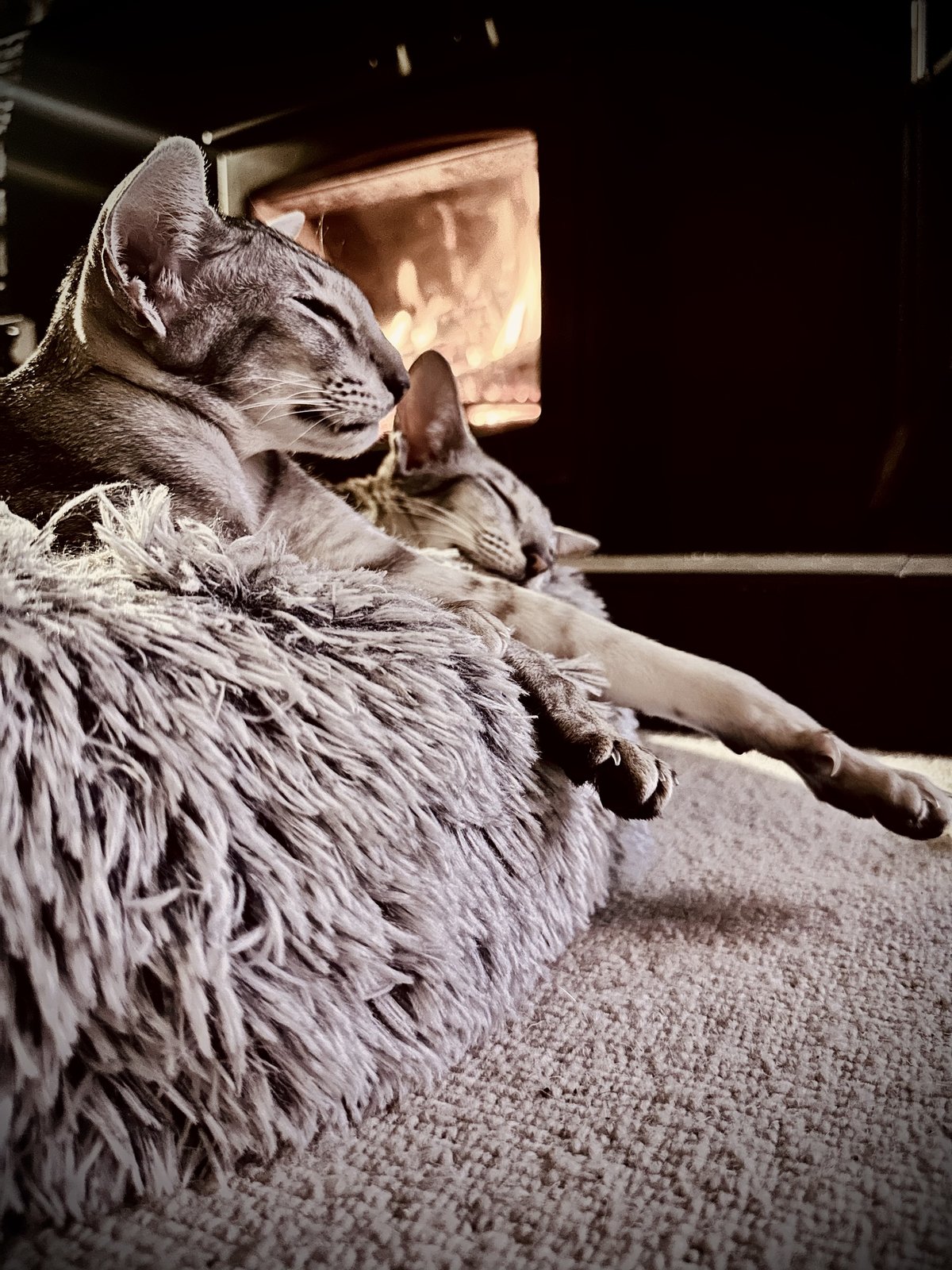Aragon and Vera, our Oriental cats, settling in after their flight from the UK to Dubai