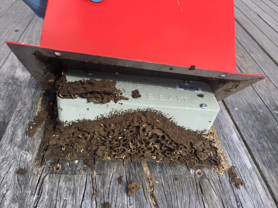 Termite bait station opened to show active termites feeding on the bait