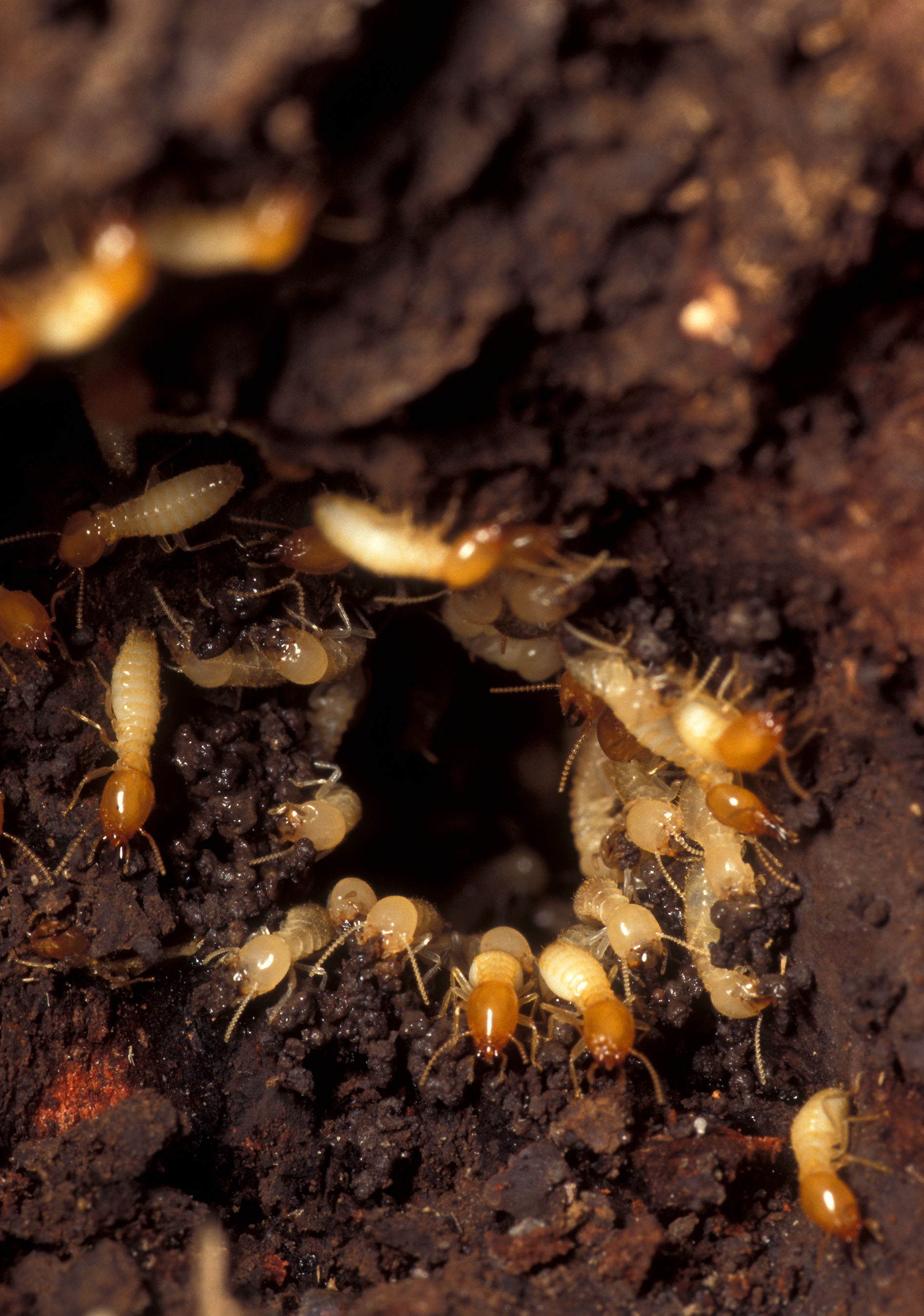 Subterranean termite workers and soldiers in a damaged nest