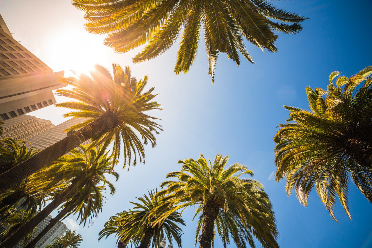 Palm trees seen from below against a bright blue sky