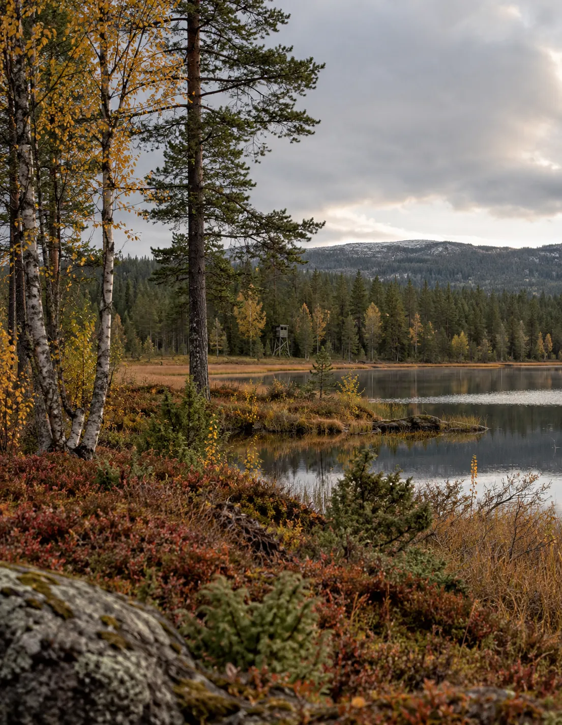 Høstfarget skog og lyng ved et stille vann med fjell i bakgrunnen