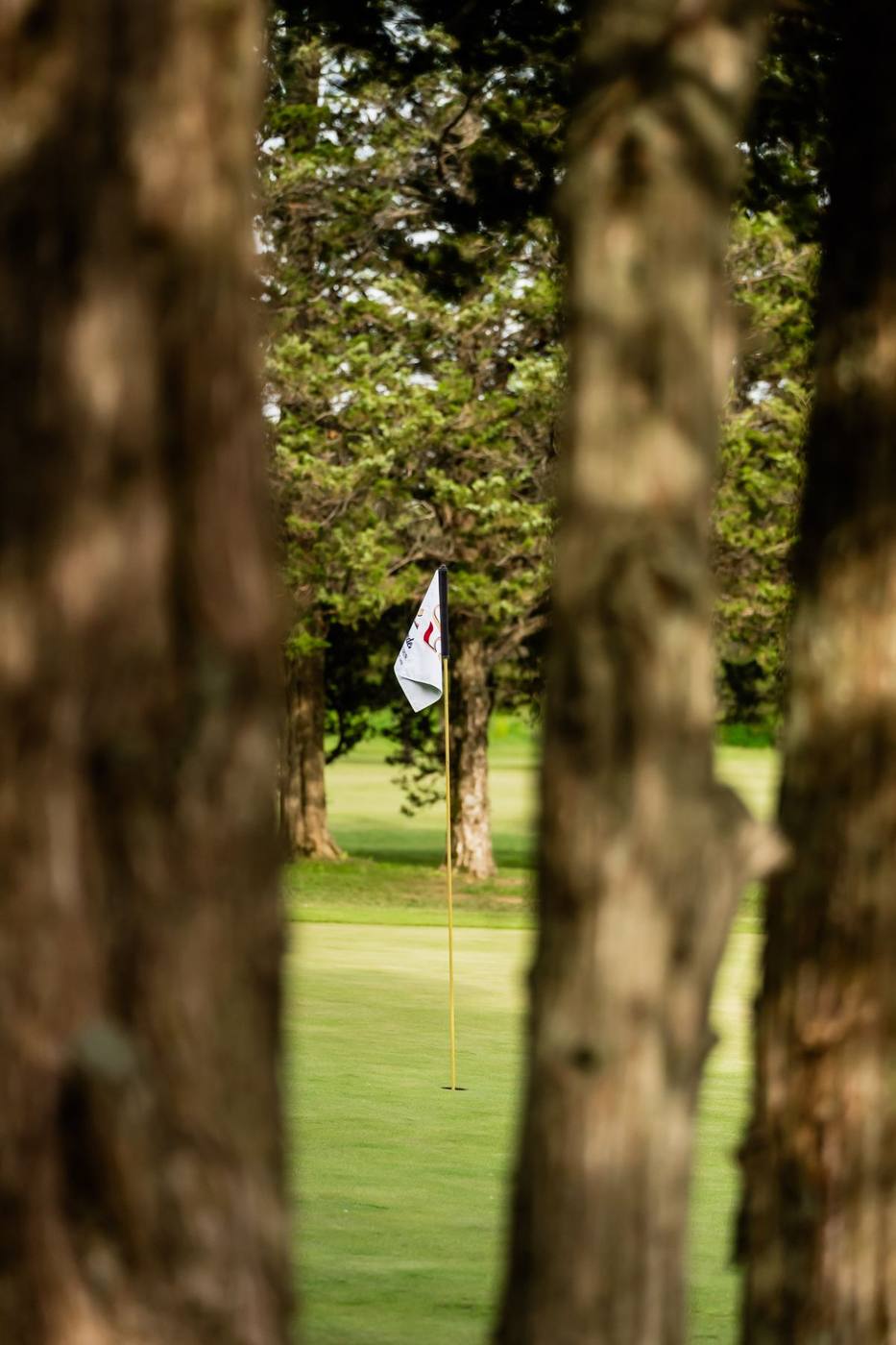 View through mature tree trunks toward the flag