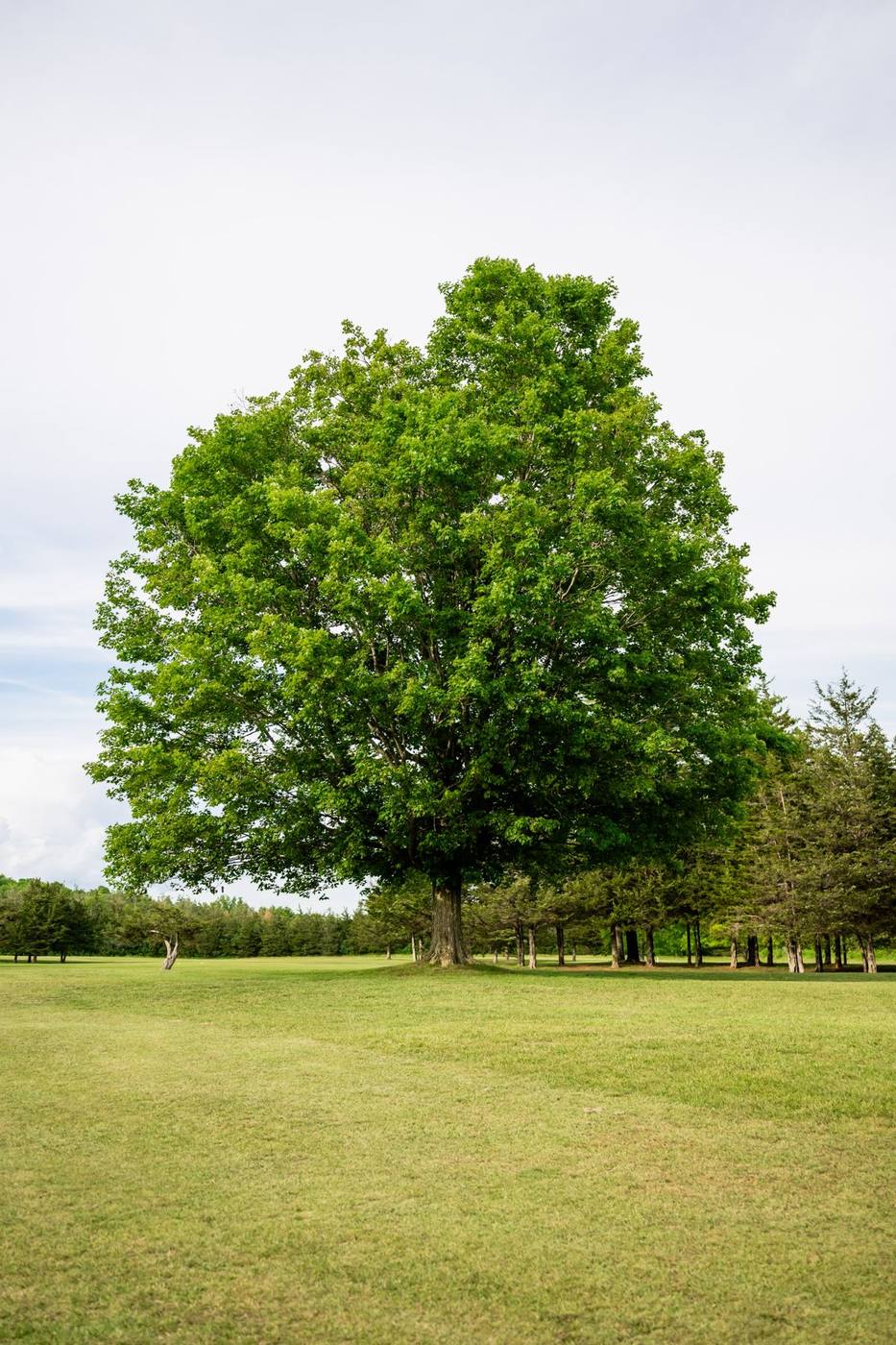 Lone tree on the fairway