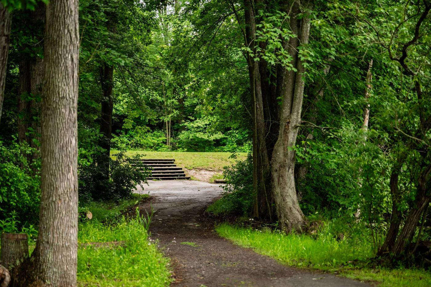 Shaded path through mature trees