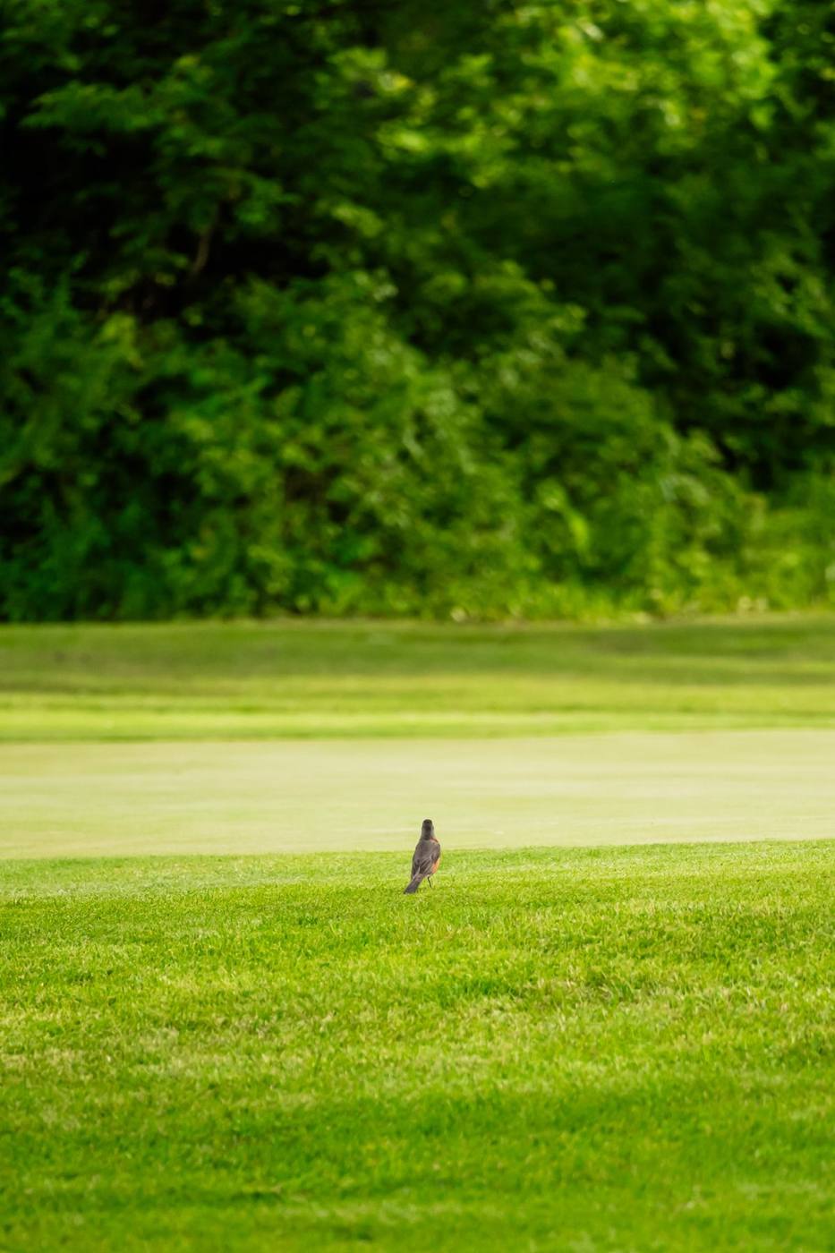 Open fairway between the tree lines