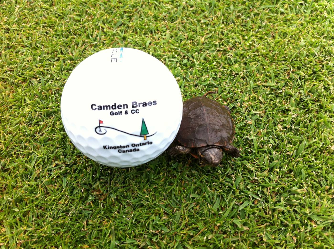 Resident turtle beside a Camden Braes golf ball