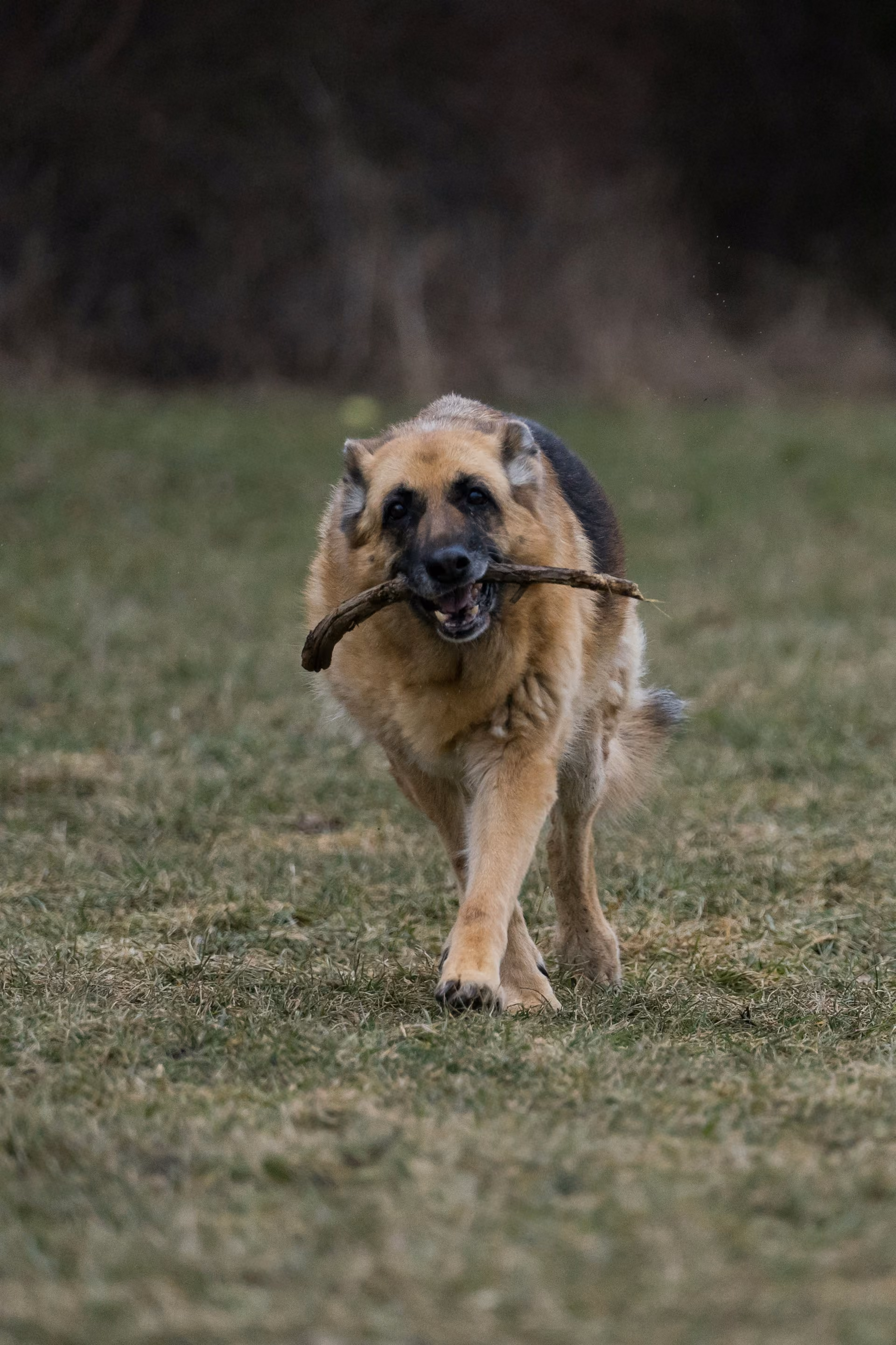 An elderly German Shepherd on a lawn, holding a stick in its mouth