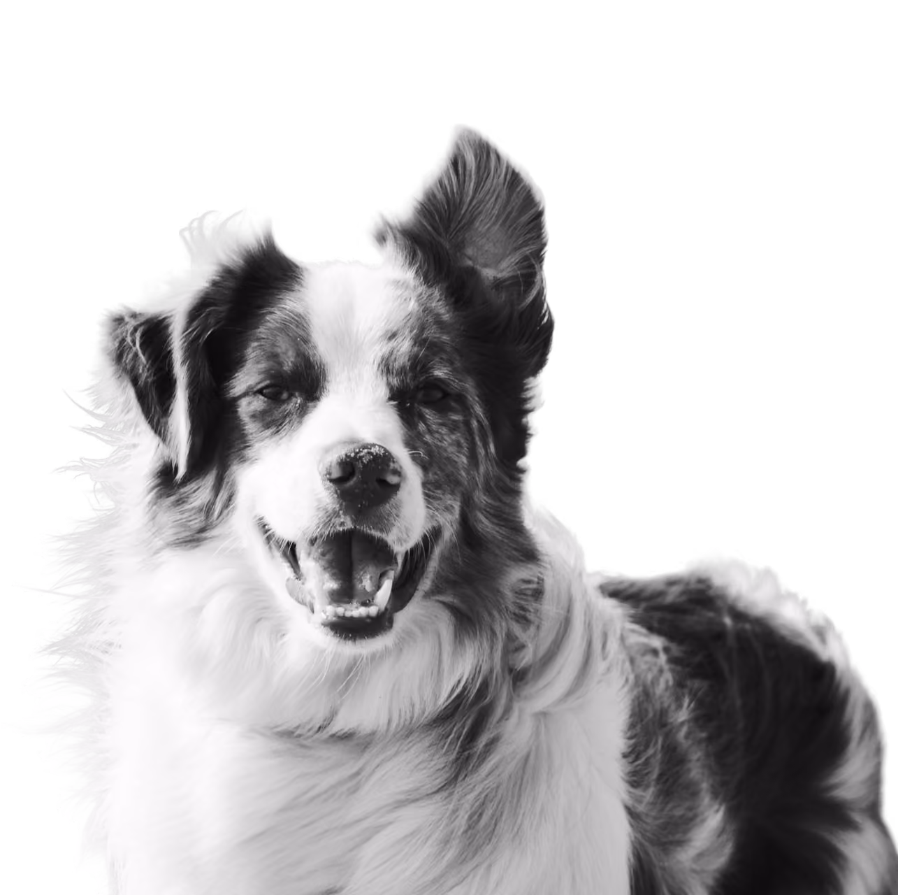 A shepherd dog with one ear flying in the wind, looking into the camera