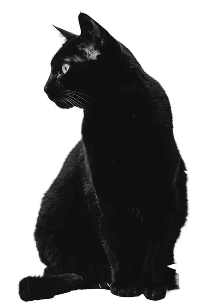 A black cat sitting down, looking to the left