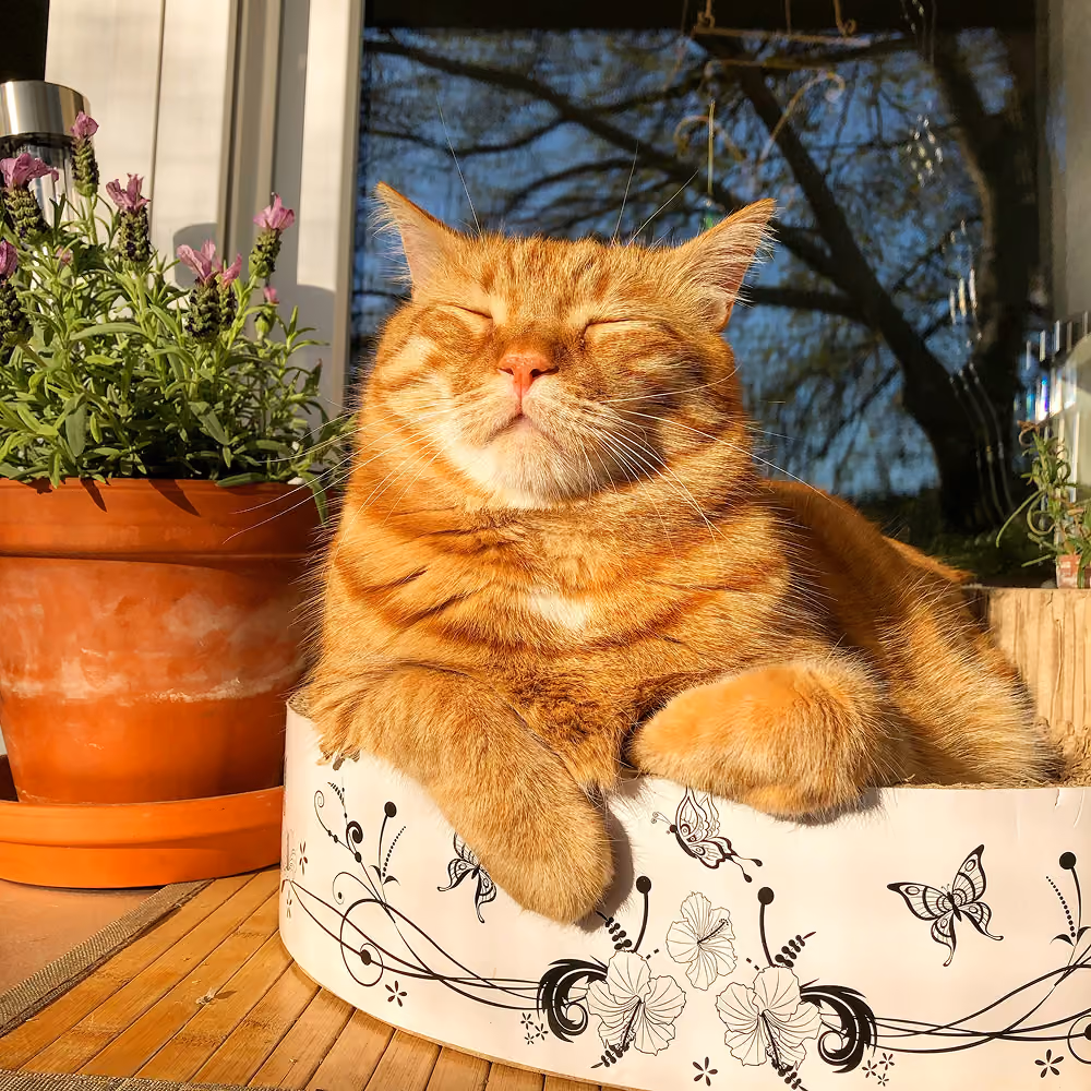 Orange cat lying in a cat bed in the sunshine with their eyes closed