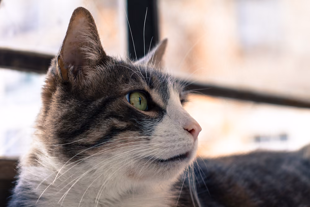 A gray and white spotted cat looking towards the right