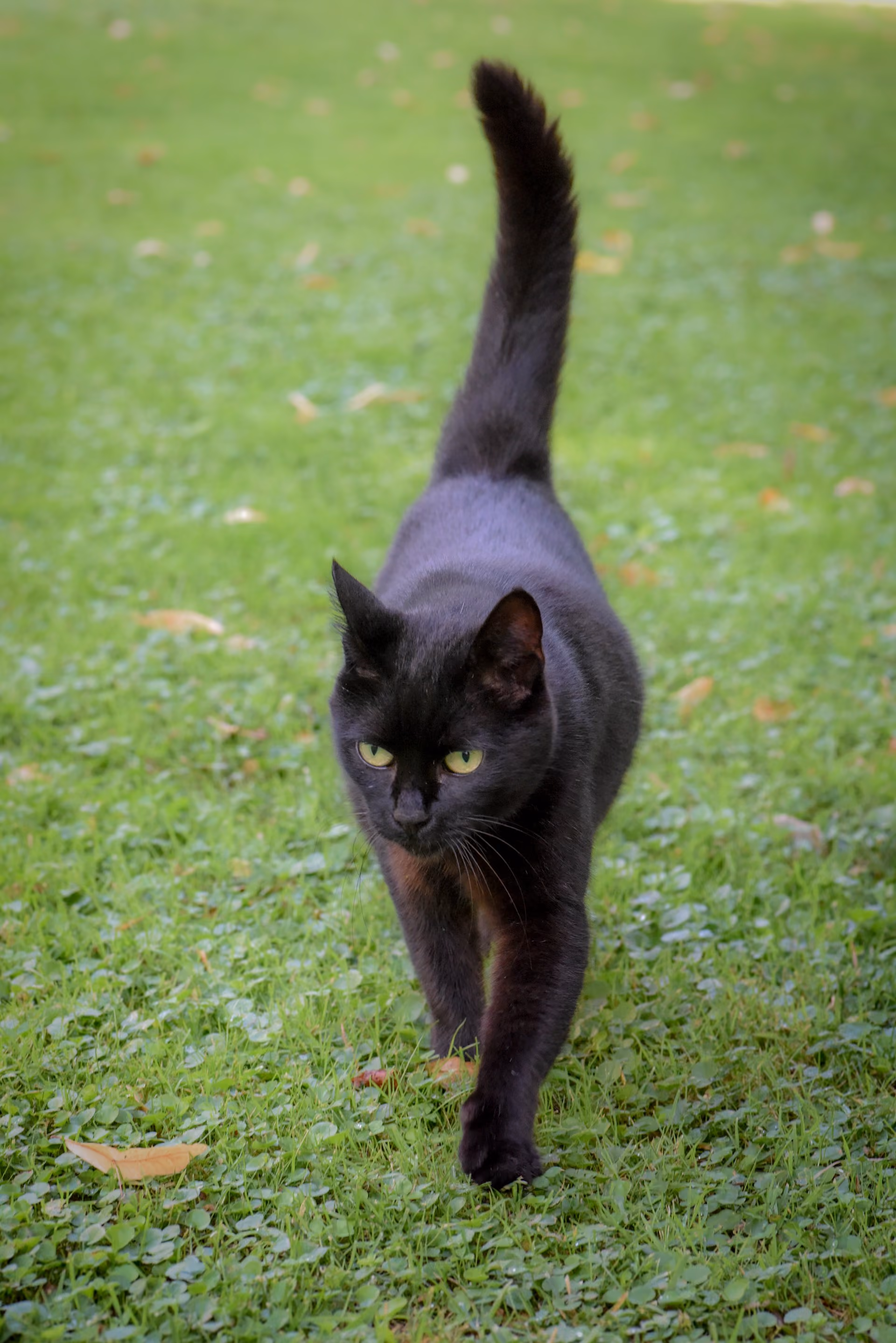 Black cat walking on a lawn towards the camera