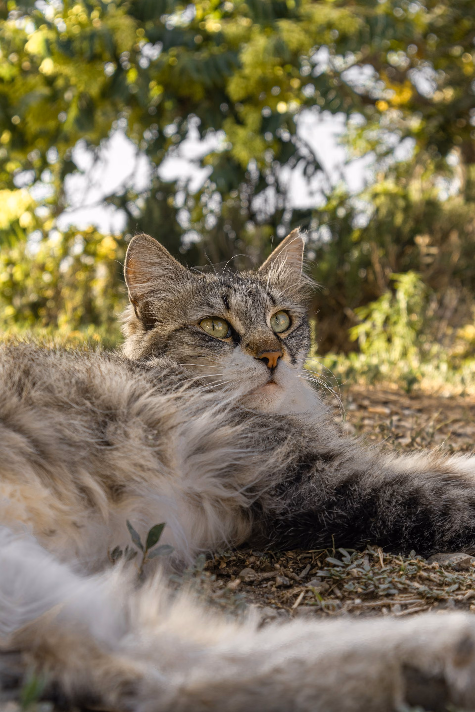 Fluffy gray cat lying on the ground outside