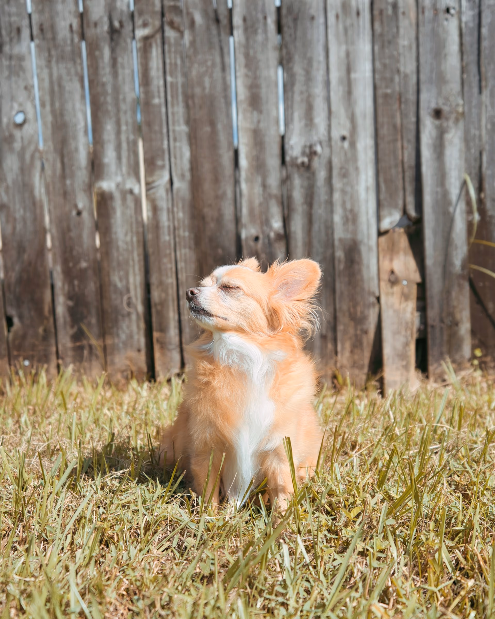 A tiny orange and white chihuahua sitting on a lawn, enjoying the sunshine with its eyes closed
