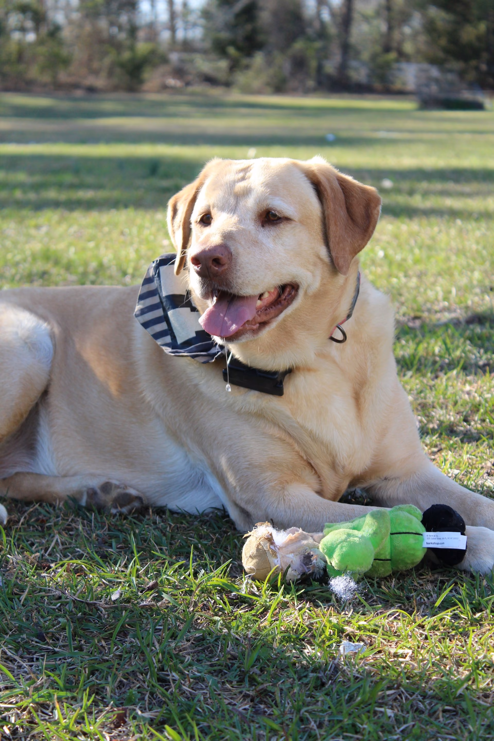 A yellow labrador retriever lying on the ground with his toy next to him