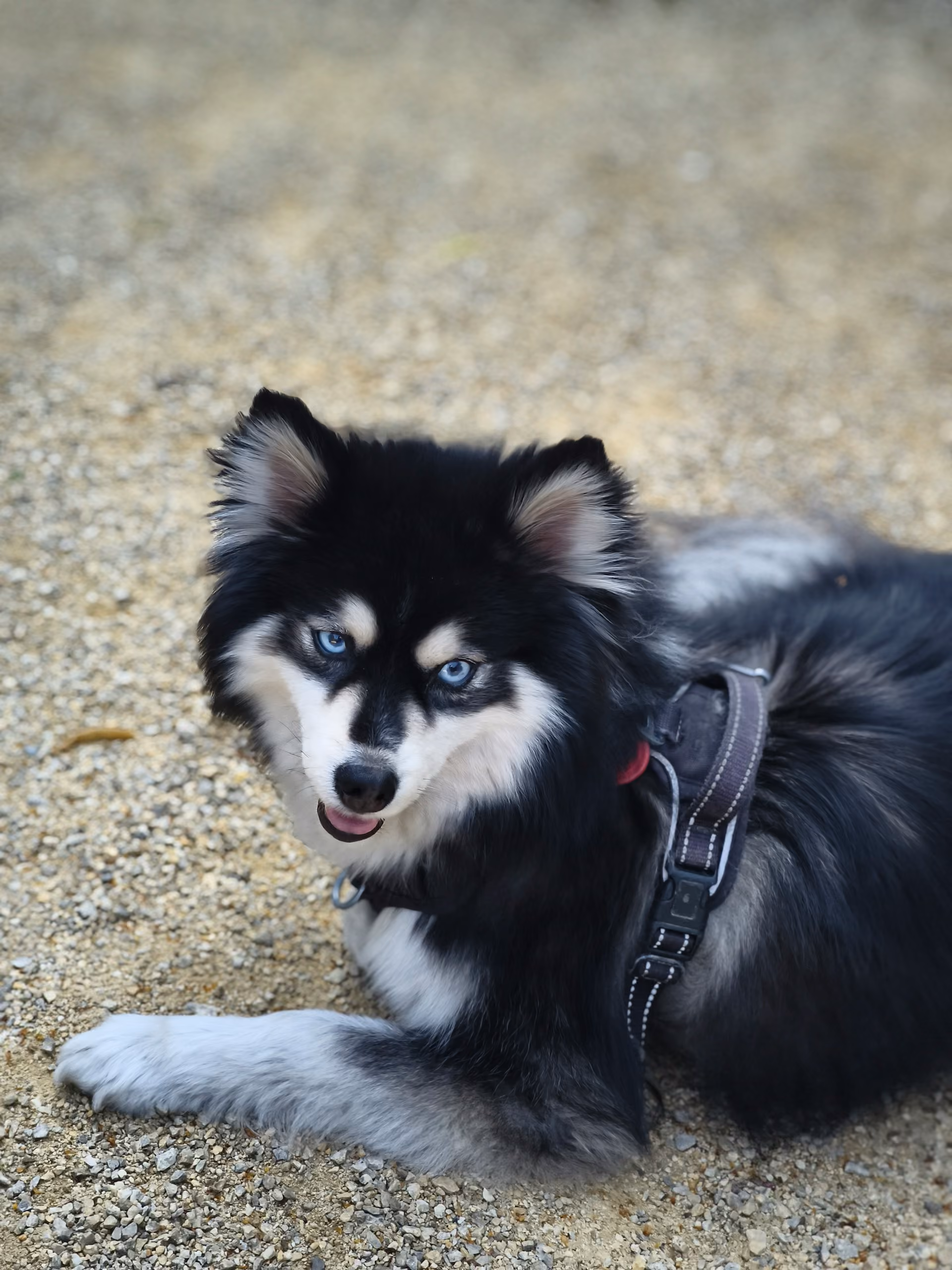 A fluffy black and white dog lying on the ground