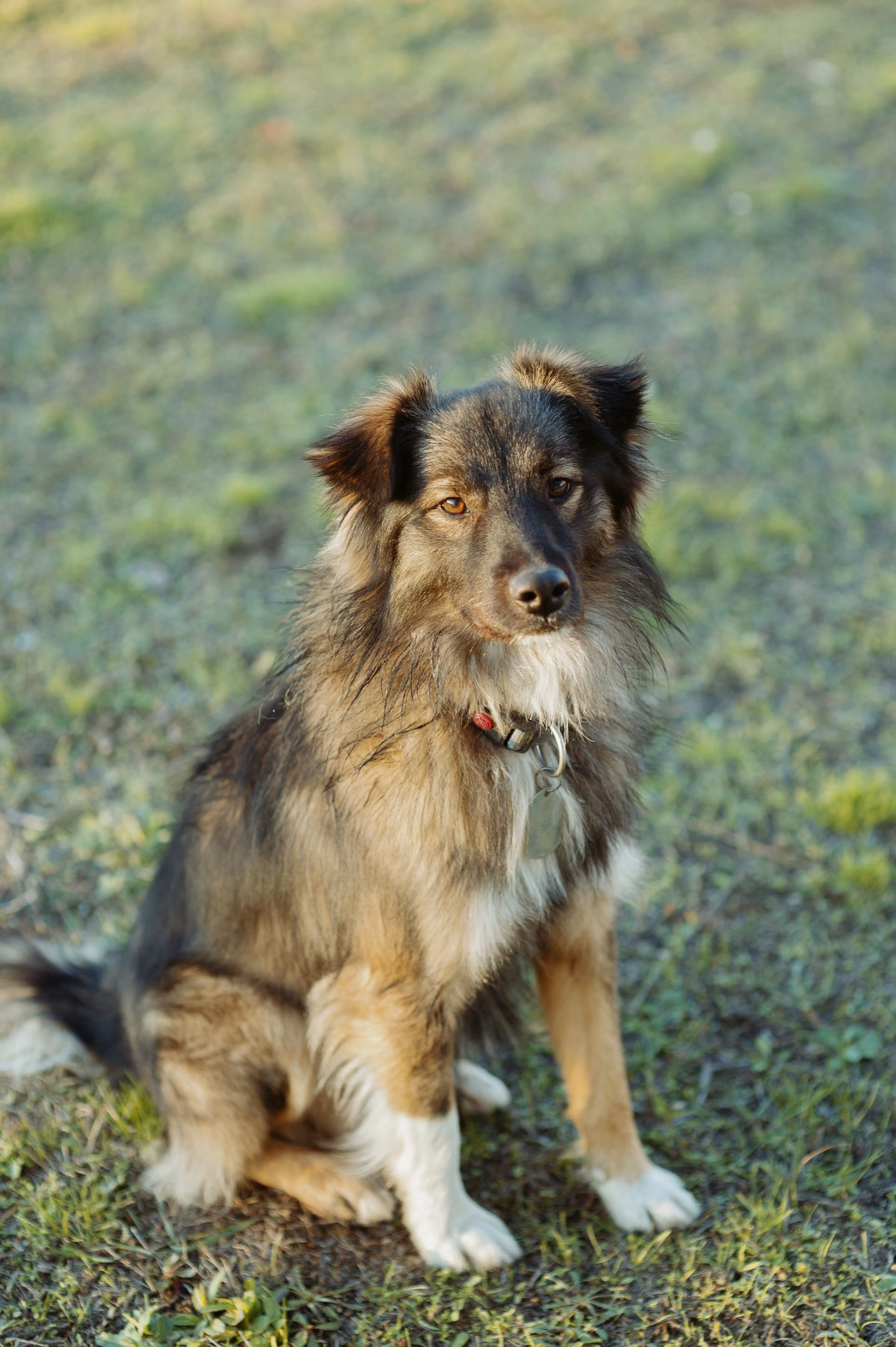 A brown and beige fluffy dog sitting on a lawn