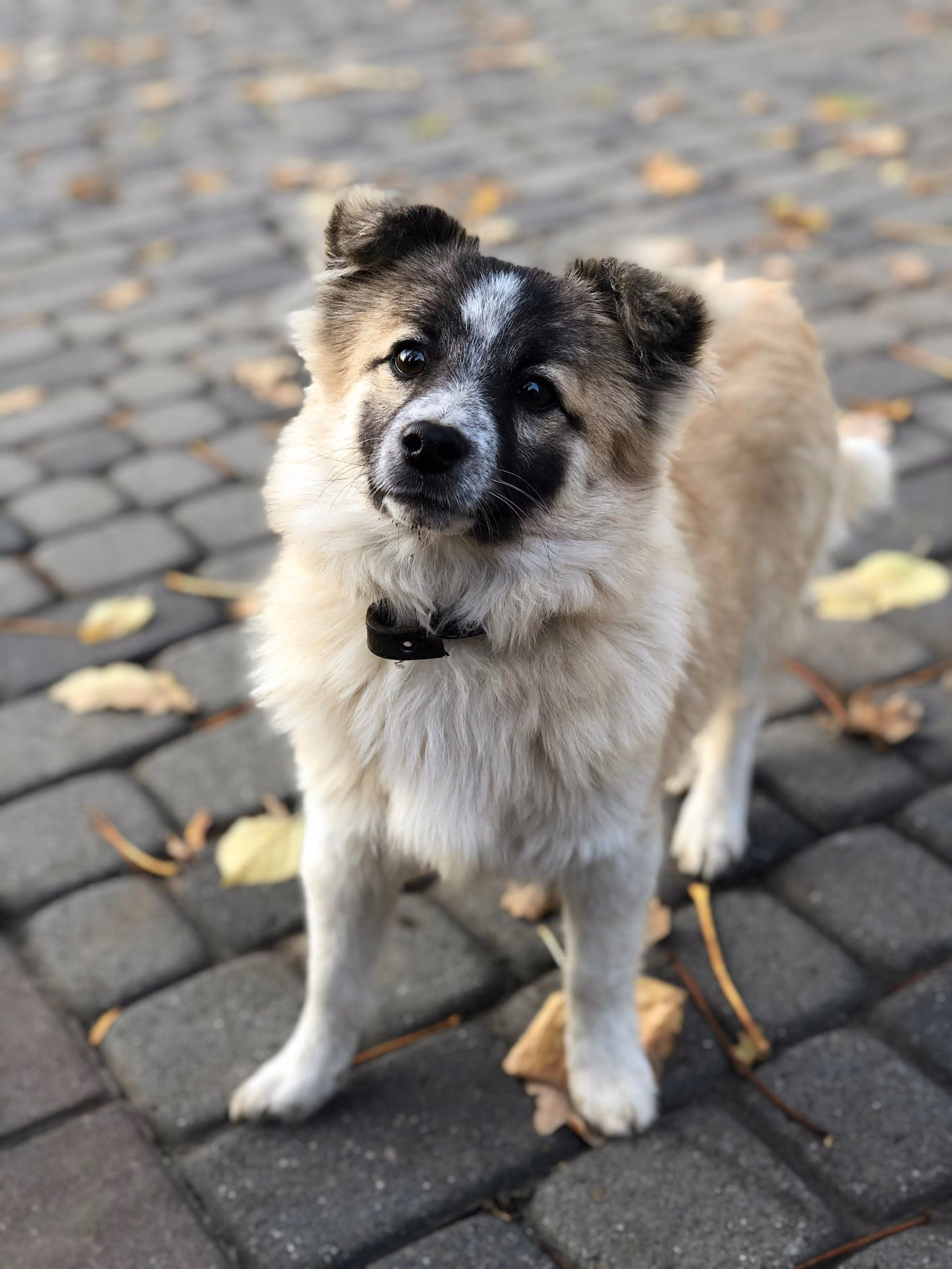 A white and beige dog looking curiosly into the camera