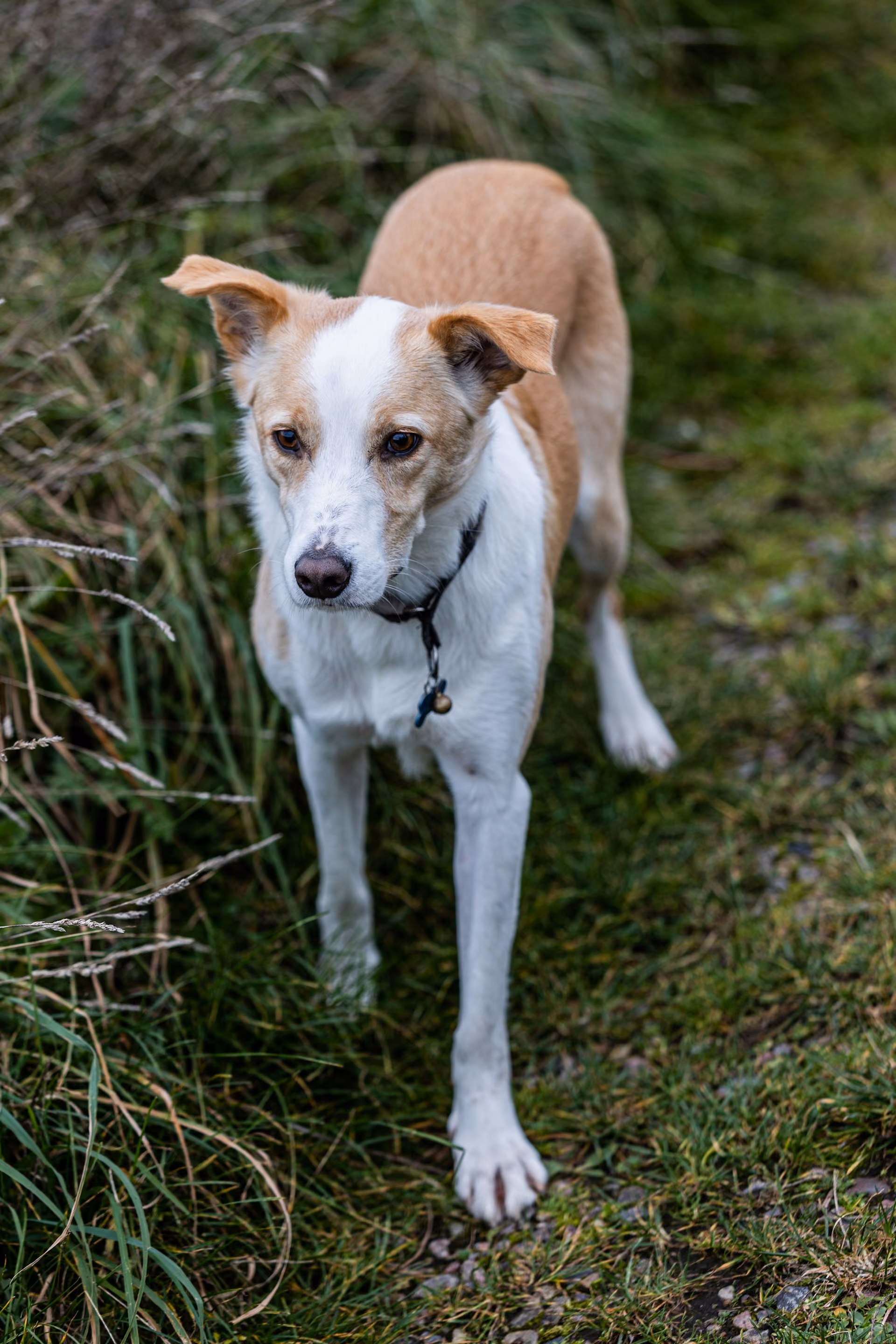 A white and beige dog walking on a lawn next to high grass