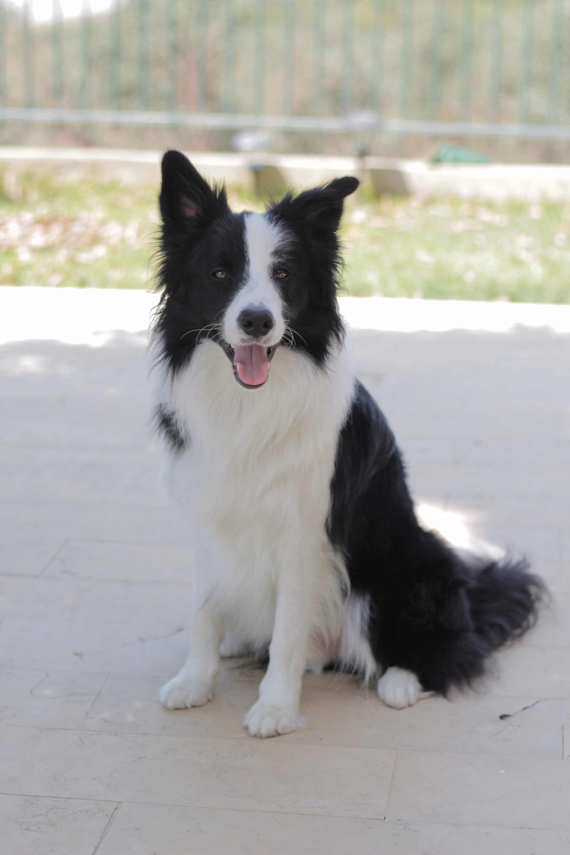 A black and white border collie sitting on the ground