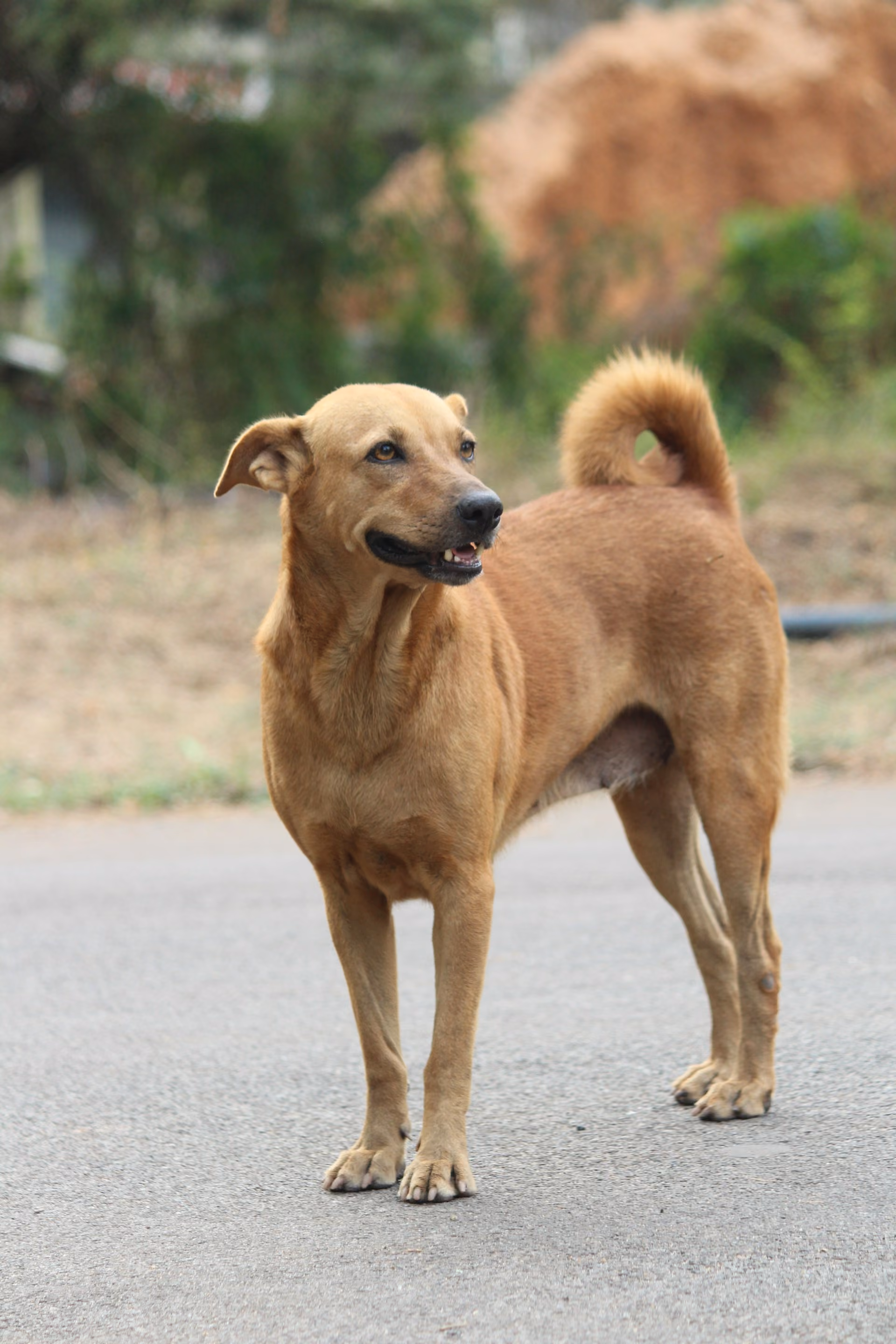 A light brown dog standing in a yard