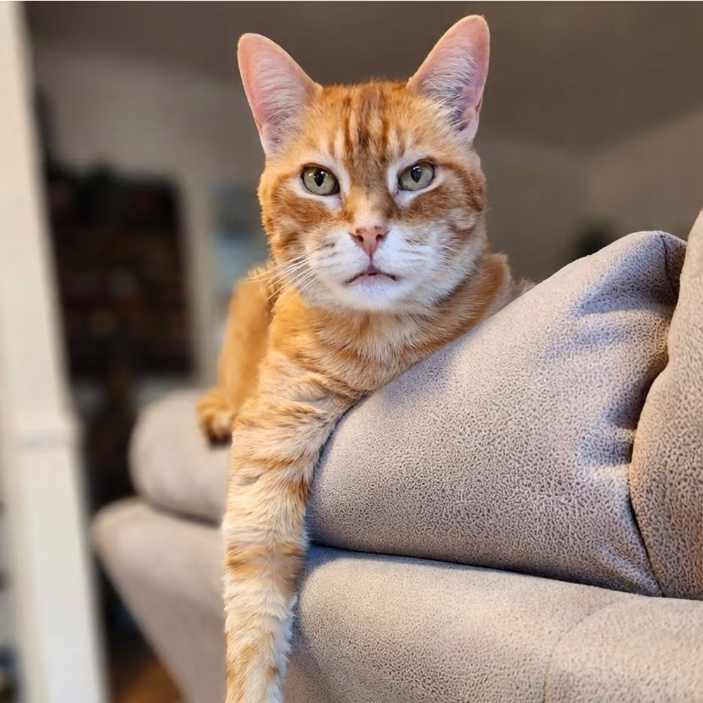 Orange cat lounging on top of a couch