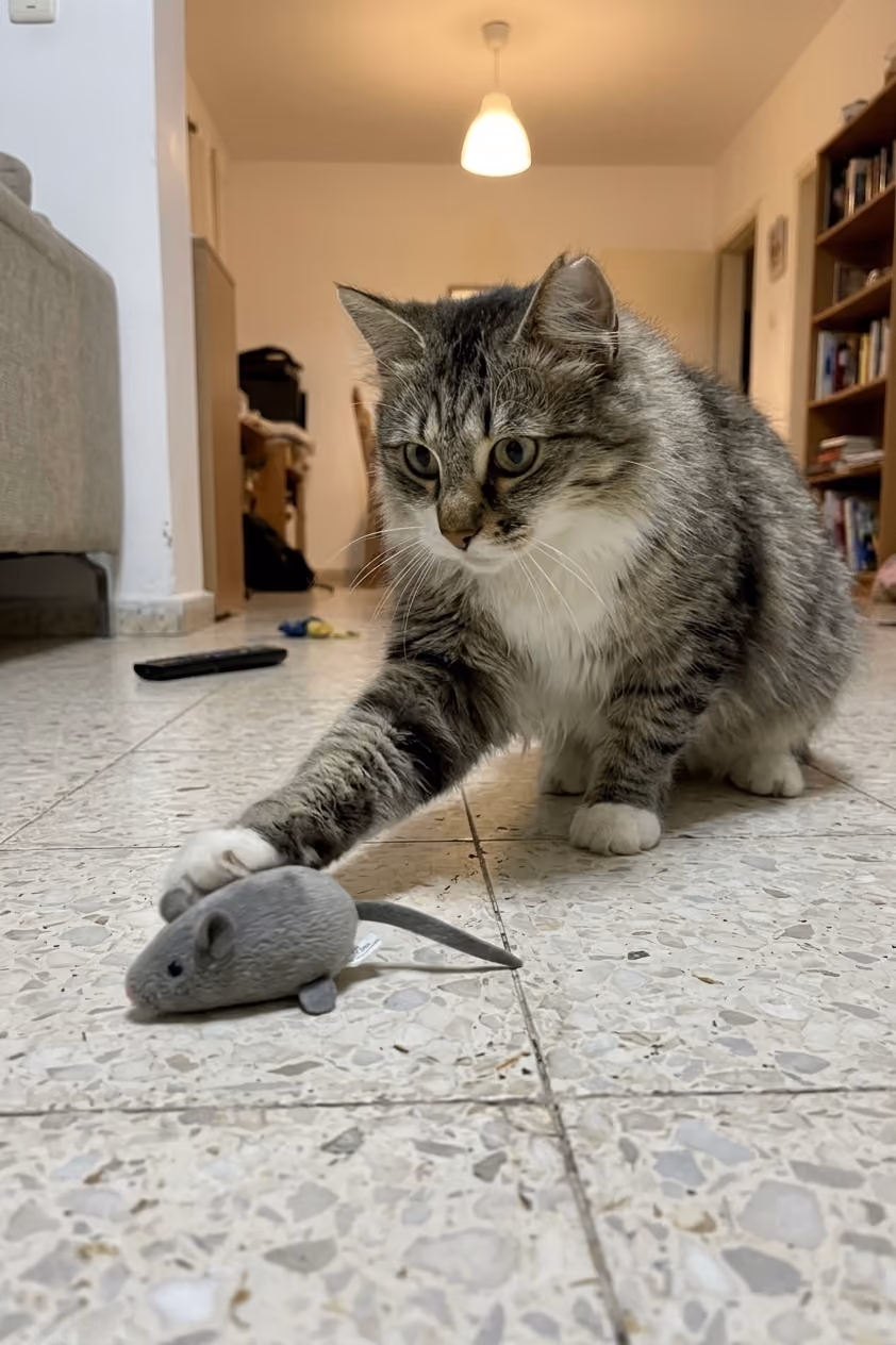Gray fluffy cat playing with a toy mouse on tiled floor