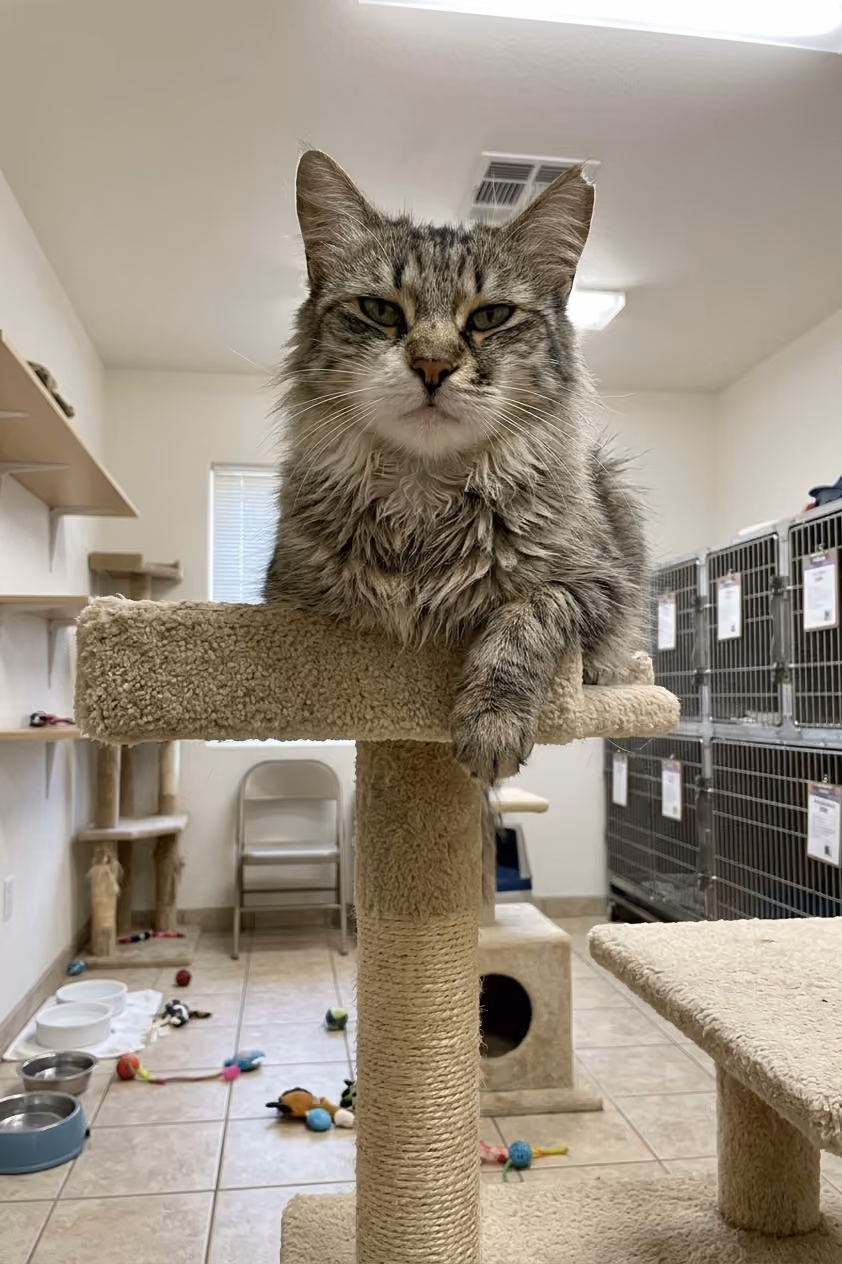 Gray fluffy cate on top of a cat tree