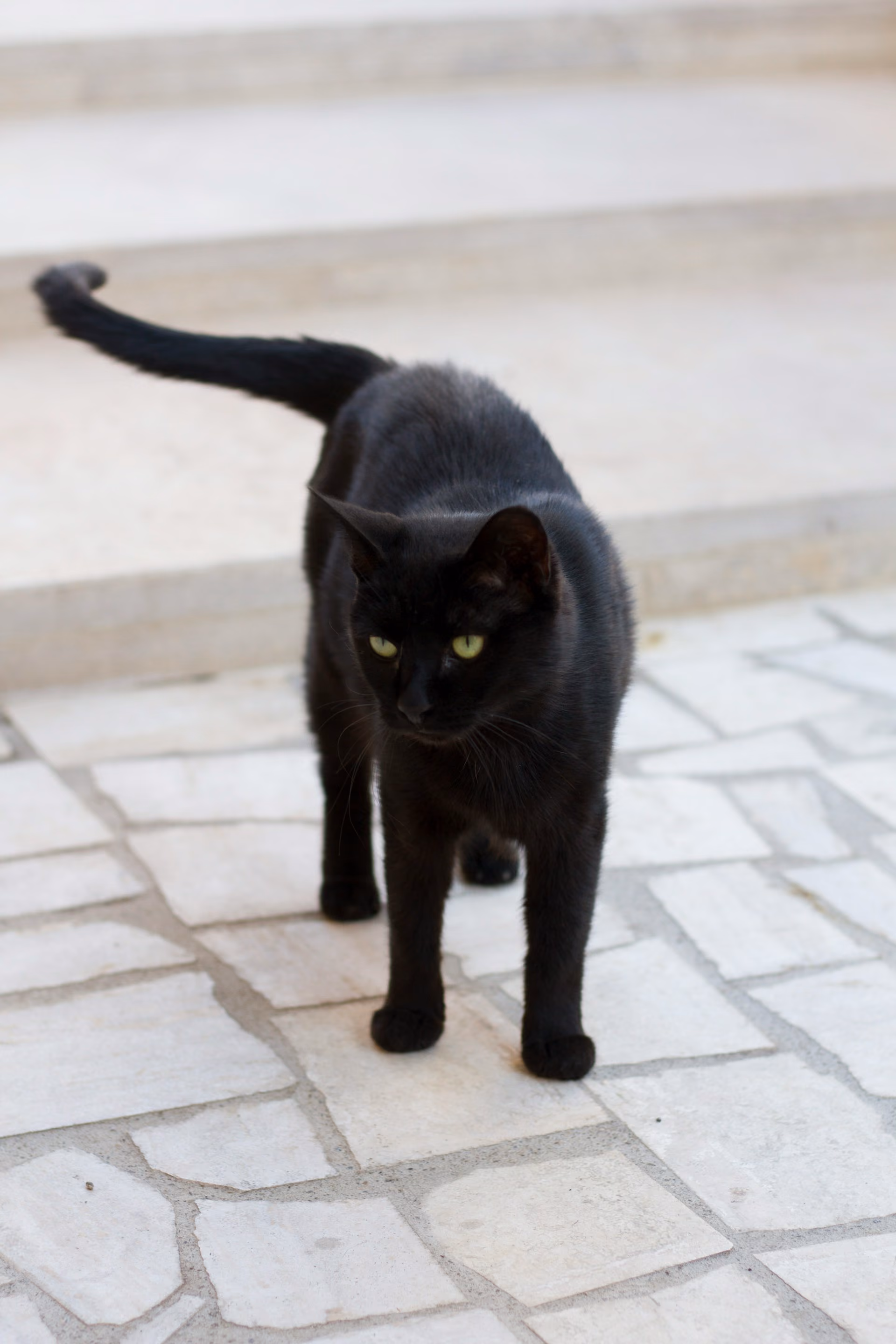 Black cat standing on light gray tiles