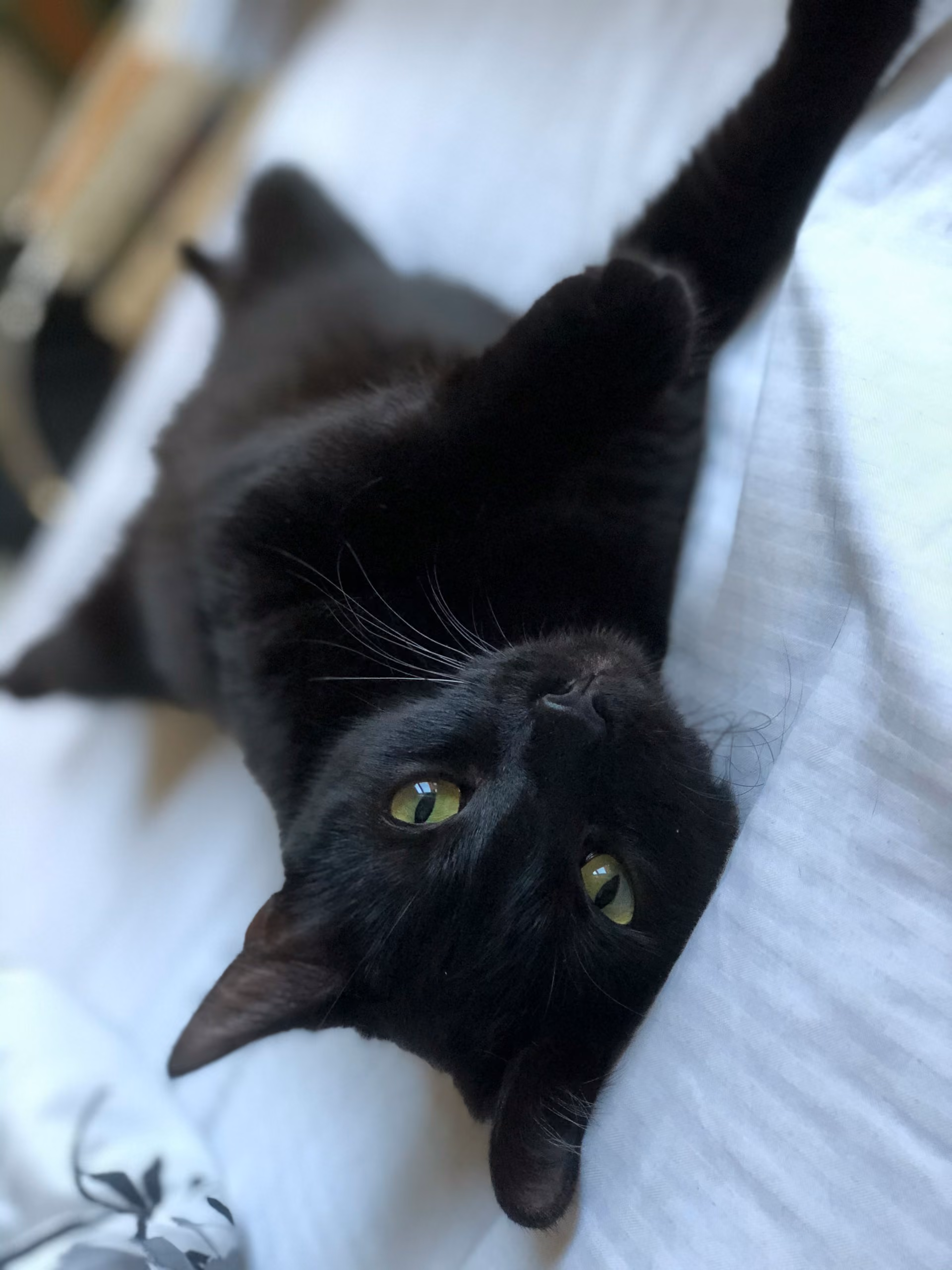 Black cat lying in a bed