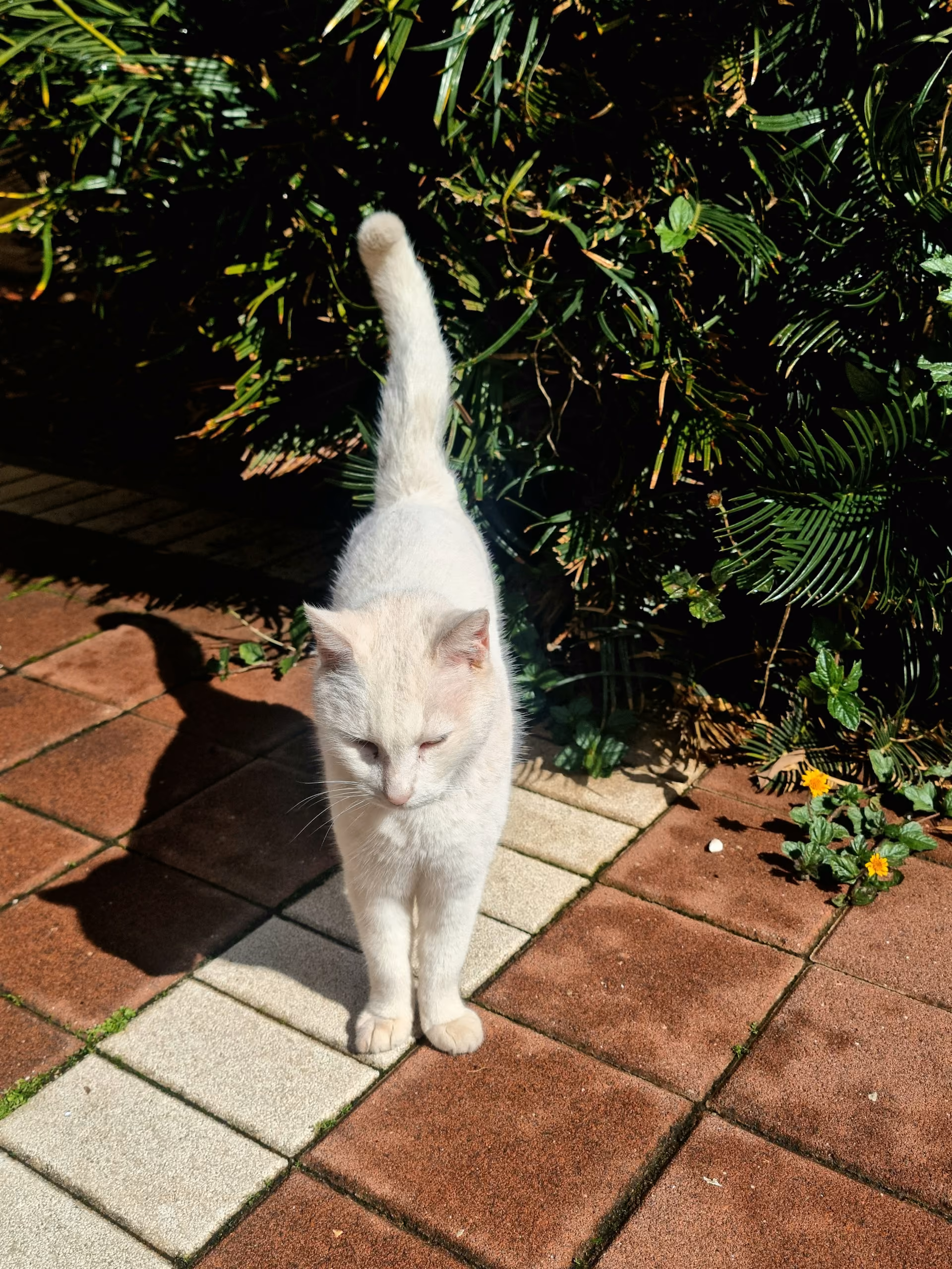 White cat outside standing on garden tiles in front of a bush