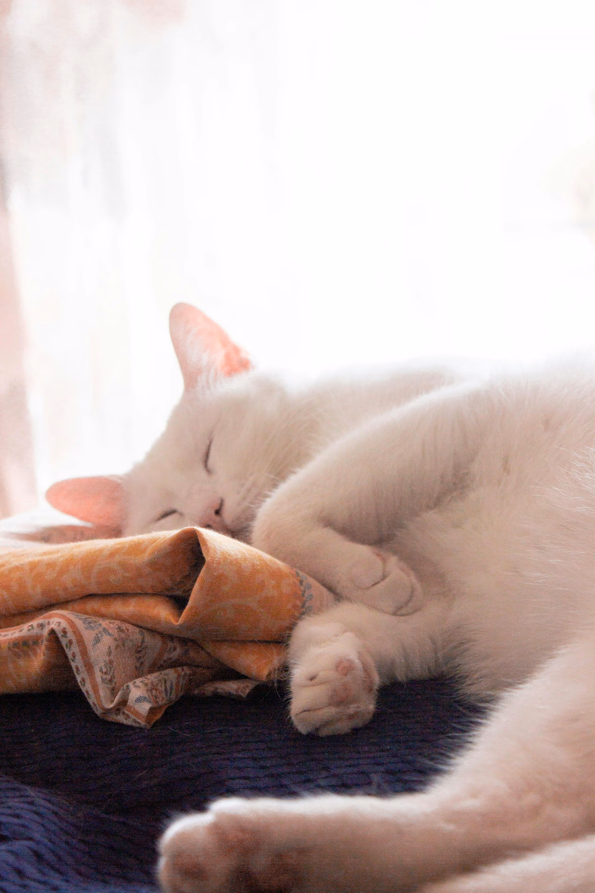 White cat sleeping in a bed