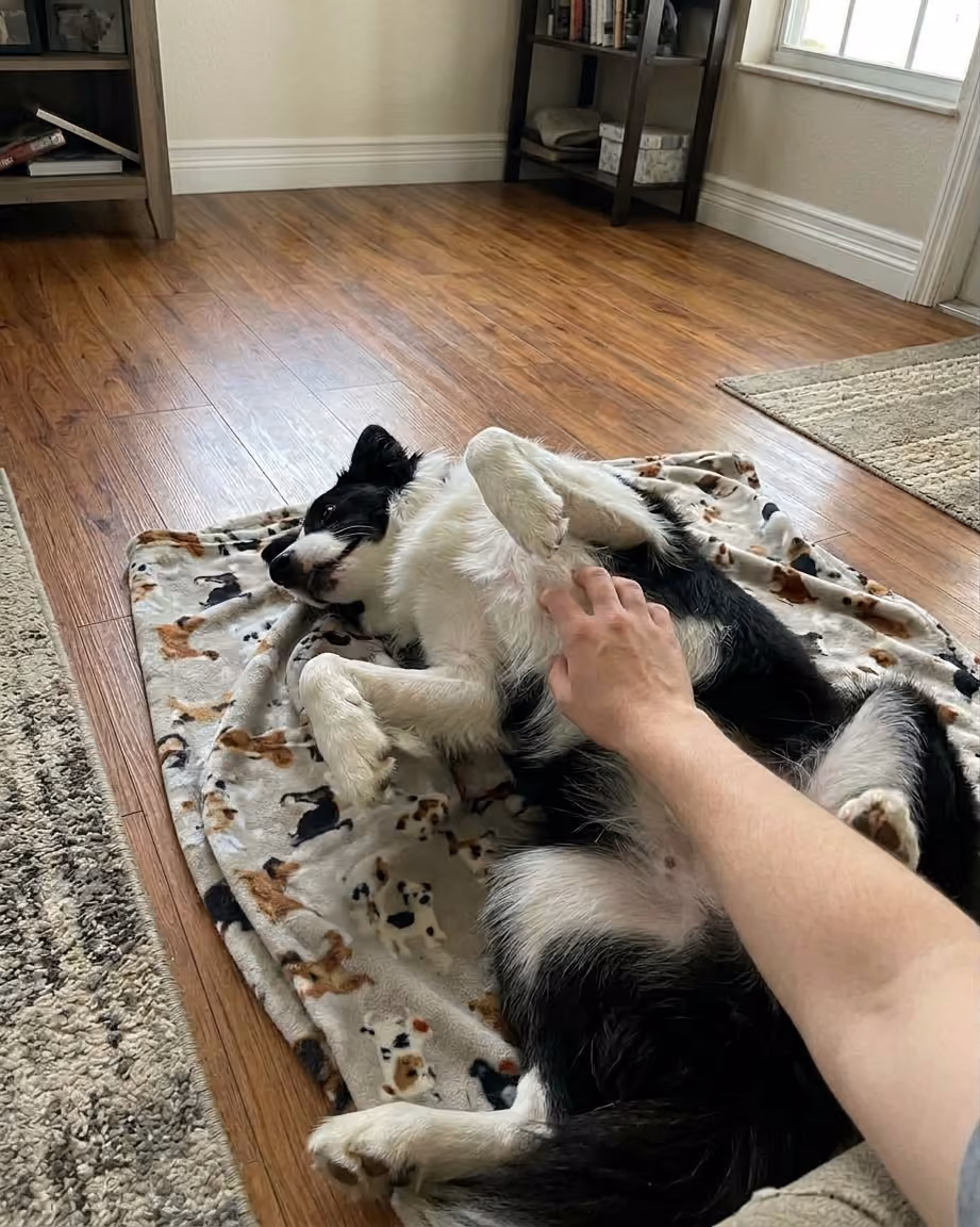 Border collie lying on the floor, getting its belly scratched