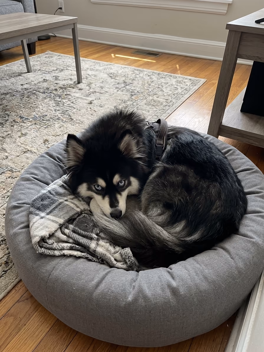 A fluffy black and white dog rolled up in a dog bed, looking into the camera
