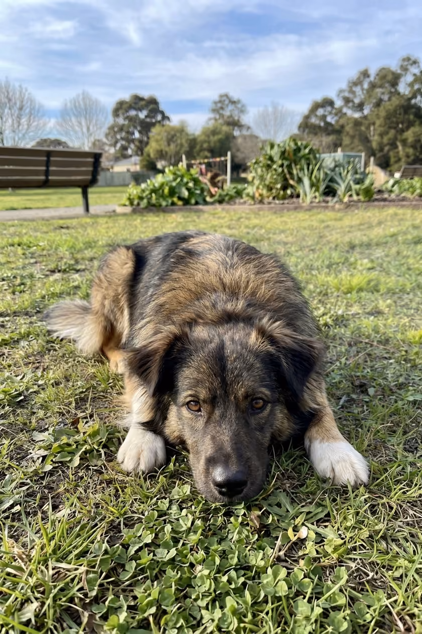 A brown and beige fluffy dog lying down on a lawn