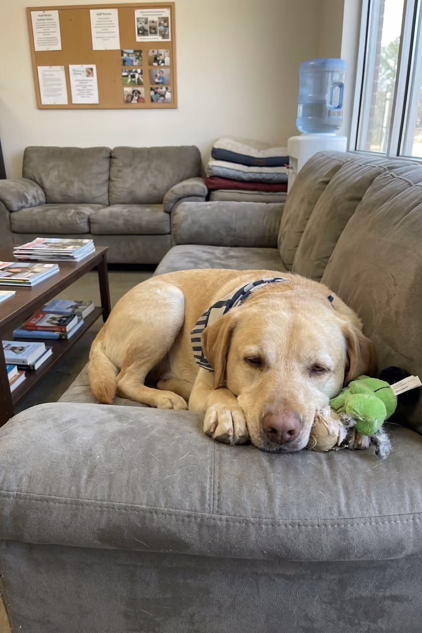 A yellow labrador retriever lying on a gray couch with its toys