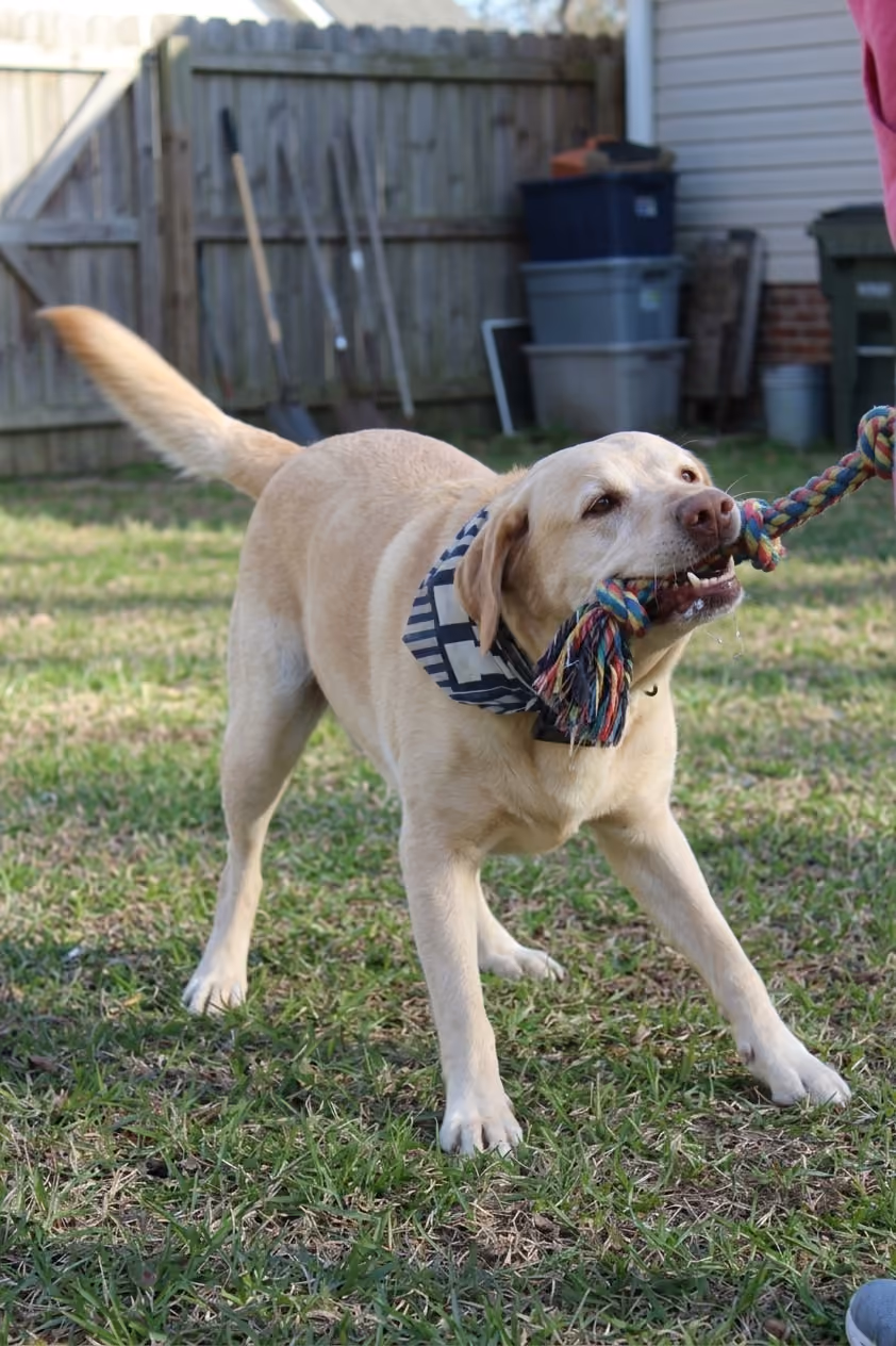 A yellow labrador retriever pulling on a rope toy in a yard