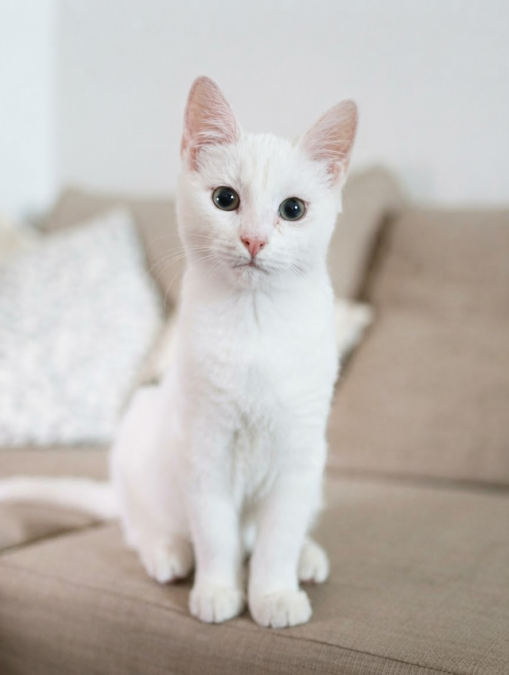 White cat sitting on a beige couch, looking into the camera