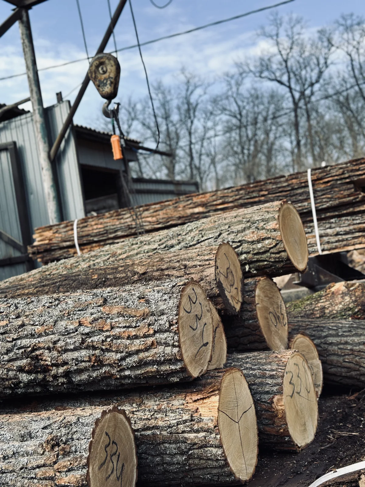 Брёвна дуба с номерами на торцах на производстве PLES Wood