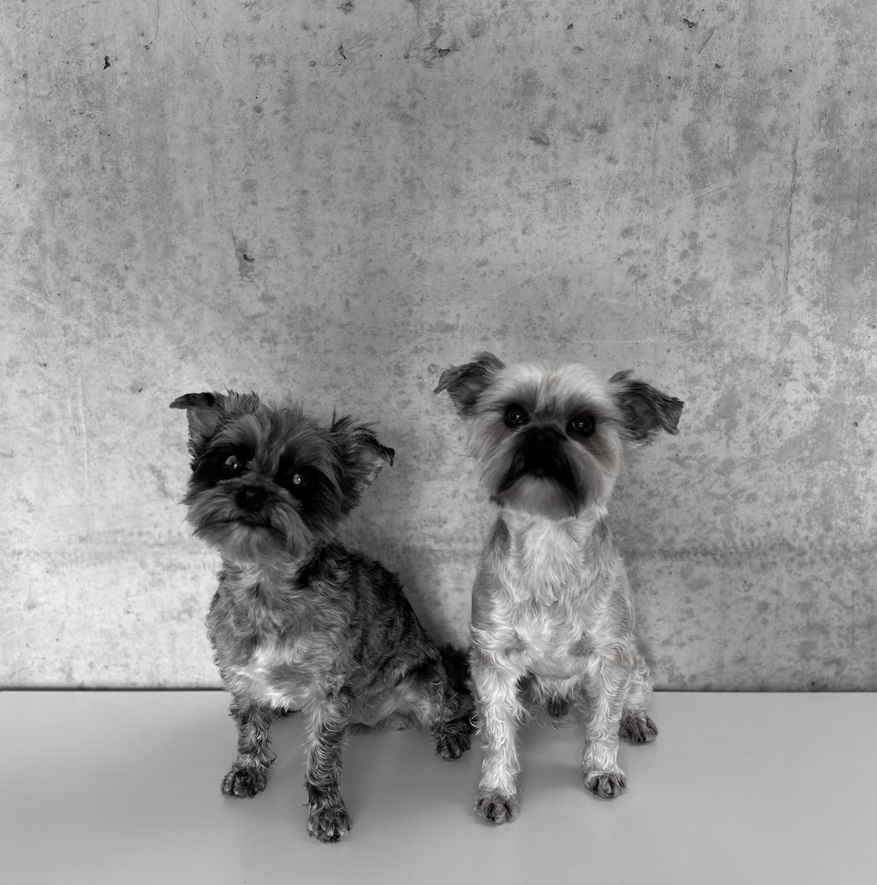 Caya und Chester, die Bürohunde der Priohaus AG