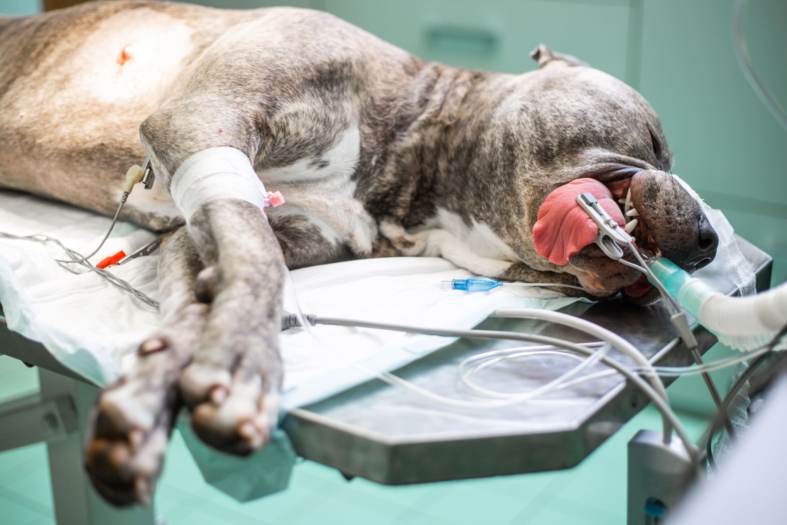 Emergency Care at Best Friends Pet Hospital in Monrovia, CA