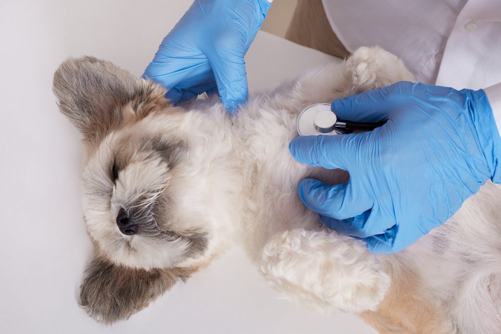 Allergy Testing at Best Friends Pet Hospital in Monrovia, CA