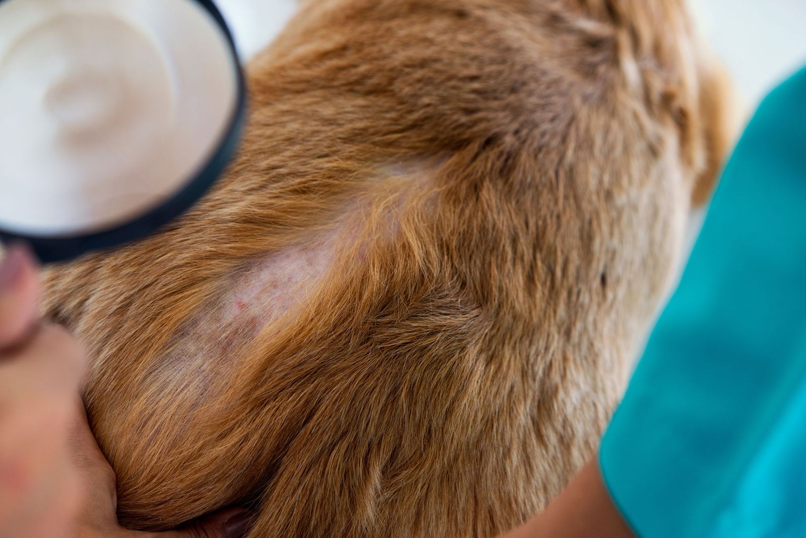 Dermatology at Best Friends Pet Hospital in Monrovia, CA